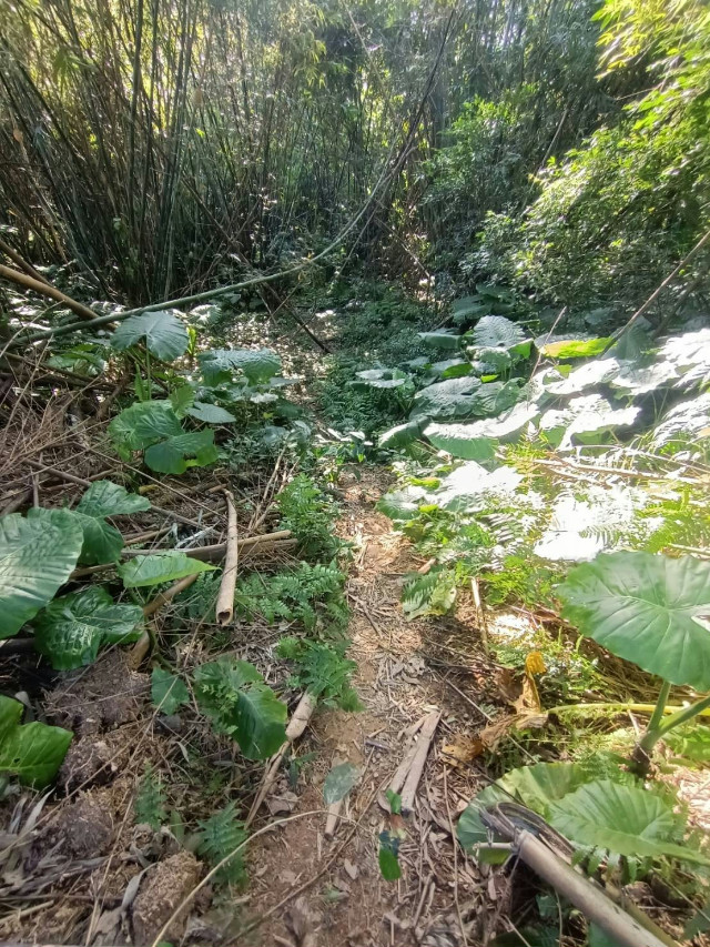 三峽紫微路小農地