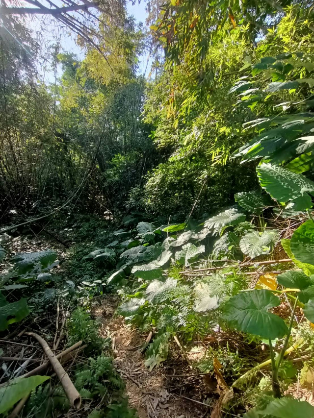 三峽紫微路小農地