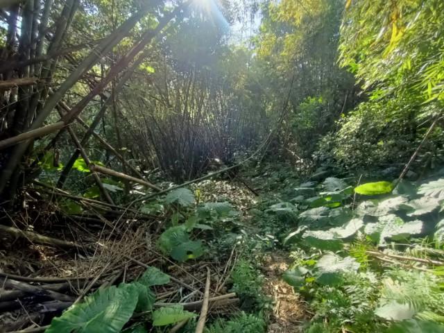 三峽紫微路小農地