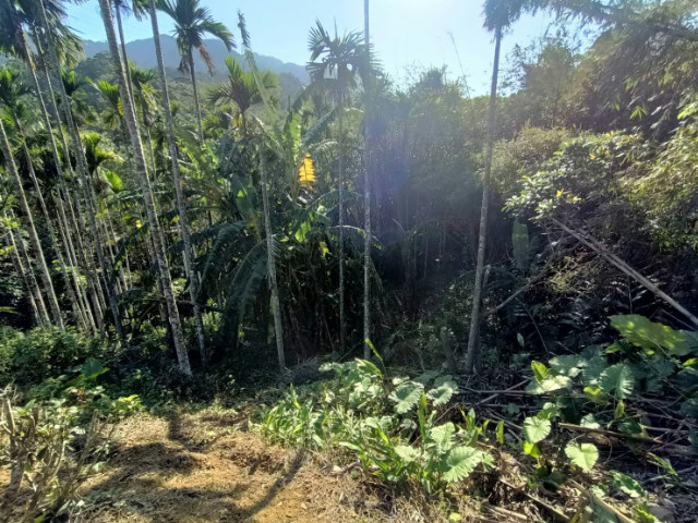 三峽紫微路小農地